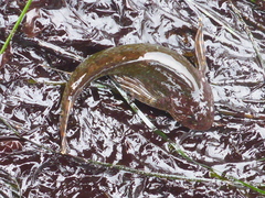 Clinocottus recalvus