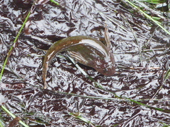 Clinocottus recalvus
