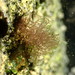 Florideophycean Algae - Photo (c) Calum McLennan, some rights reserved (CC BY-NC), uploaded by Calum McLennan