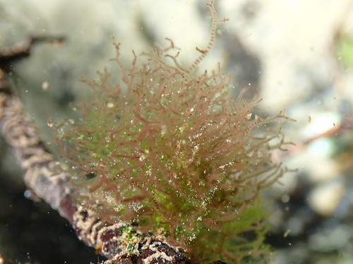 Batrachospermum gelatinosum observed 2020-07-29