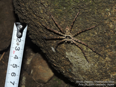 Heteropoda venatoria