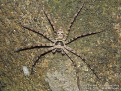 Heteropoda venatoria