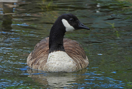 Barnacla canadiense grande (Branta canadensis)