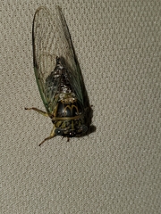 Diceroprocta vitripennis