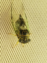 Diceroprocta vitripennis