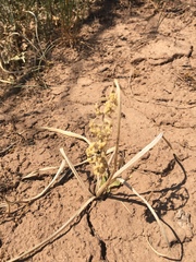 Toxicoscordion venenosum