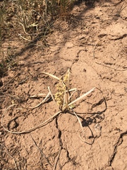 Toxicoscordion venenosum