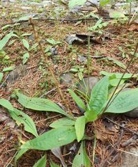 Plantago depressa