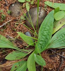 Plantago depressa
