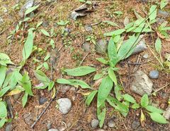 Plantago depressa