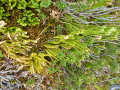 Diphasiastrum sitchense