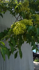 Ailanthus altissima