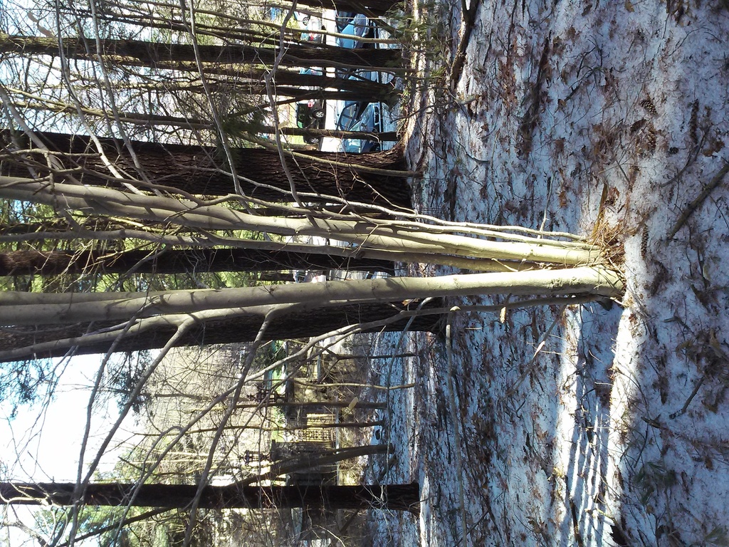 American beech from Dedham, Massachusetts on April 16, 2014 by mjnutmeg