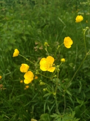 Ranunculus acris