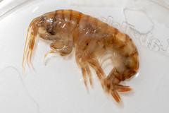 Gammarus lawrencianus