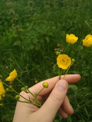 Ranunculus acris
