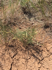 Astragalus convallarius