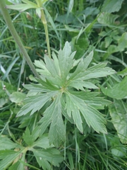 Ranunculus acris