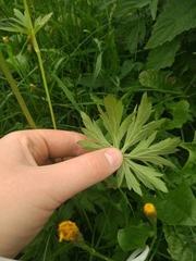 Ranunculus acris