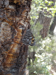 Hipparchia aristaeus