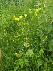 Ranunculus acris