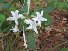 Rhododendron oblongifolium