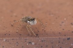 Menemerus semilimbatus