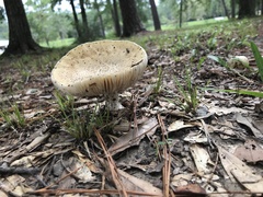 Amanita pubescens