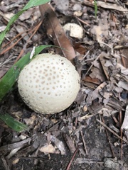 Amanita pubescens