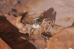 Menemerus semilimbatus