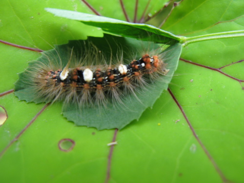 Scarce Merveille du Jour