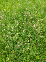 Trifolium pratense
