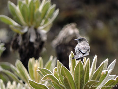 Muscisaxicola alpinus