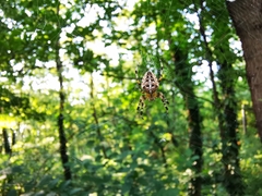 Araneus diadematus