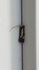 Isocorypha mediostriatella