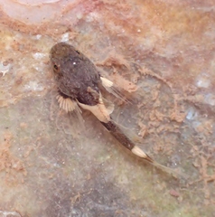 Myoxocephalus