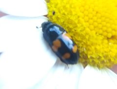 Glischrochilus grandis