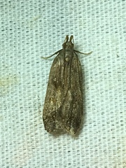 Helcystogramma
