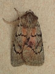 Setagrotis pallidicollis