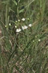 Solidago ptarmicoides