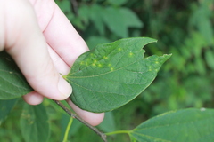 Celticecis spiniformis