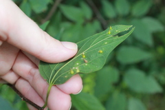 Celticecis spiniformis