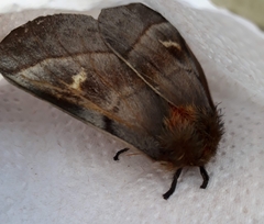 Ormiscodes cinnamomea