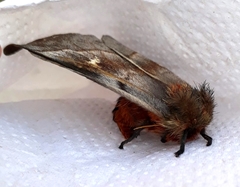 Ormiscodes cinnamomea