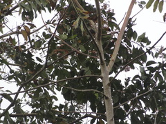 Thraupis palmarum image