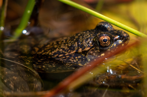 North American Green Frog, photo 8 of 10