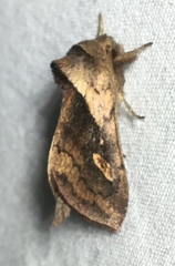 Bellura densa