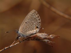 Euchrysops cnejus cnejus
