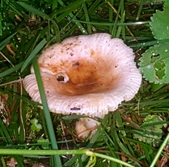 Russula