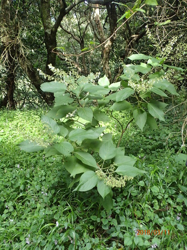 Image of Coleus gibbosus by no rights reserved